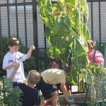 Outdoor Veggies